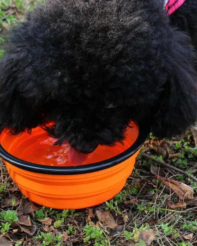 A black poodle drinking from The Fold-Flat Bowl in orange on grass