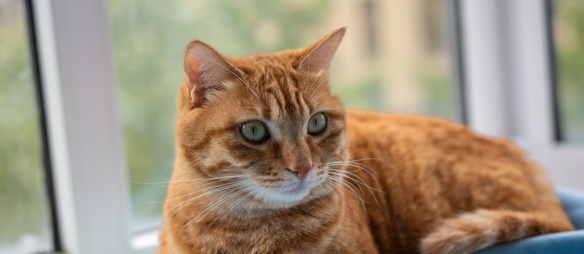 A ginger cat lounging on a blue blanket by a window