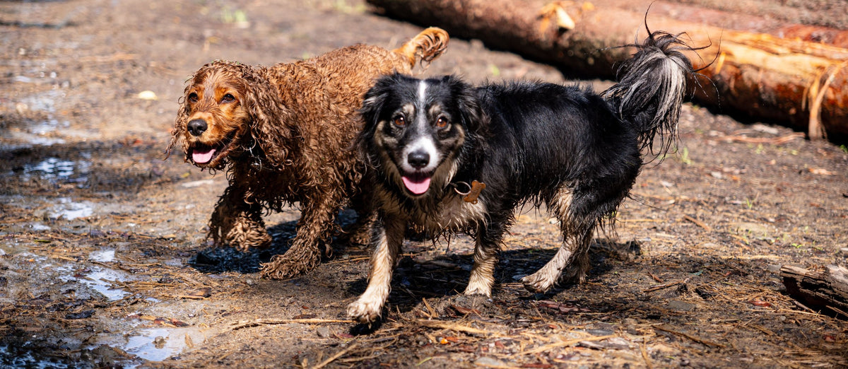 A muddy spaniel and a collie trotting together through a woodland clearing