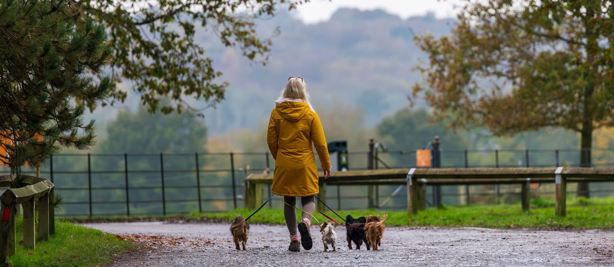 A woman in a yellow raincoat walking her dogs through autumn parkland in Sussex
